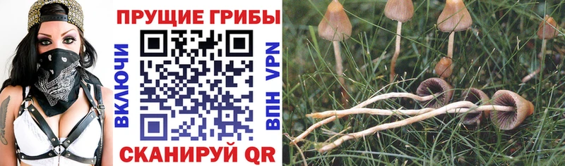 Купить где  Новодвинск  Псилоцибиновые грибы Psilocybe 